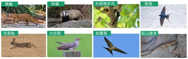 峪科配资 上海官宣：新增一批重点保护对象，其中它被误解太深......