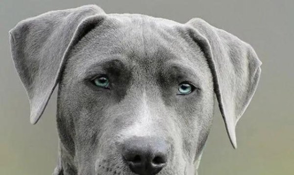 天创网 狗狗秒懂你心情？科学揭秘它为何这么聪明！