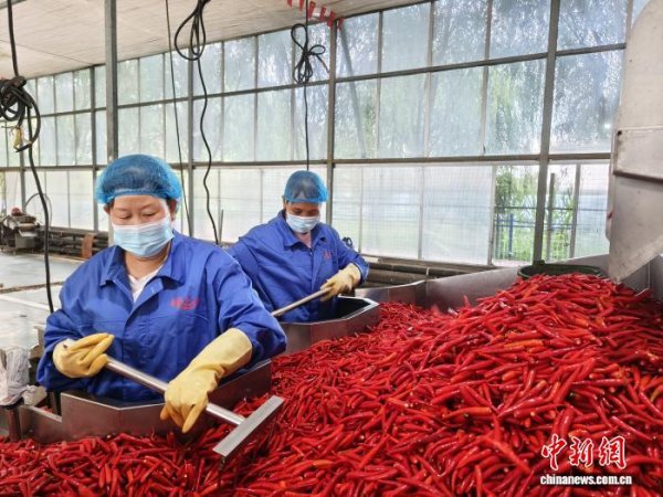 亿盛资产 （乡村行·看振兴）秦巴腹地“椒”响曲：洛南辣椒产业铺就共富路